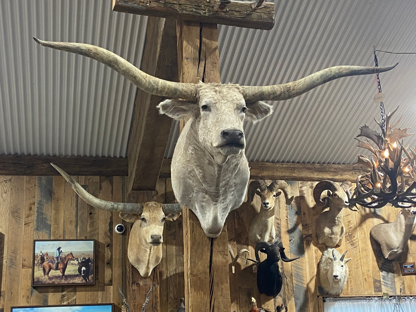 CREAM CURLY LONGHORN MOUNT*sold*