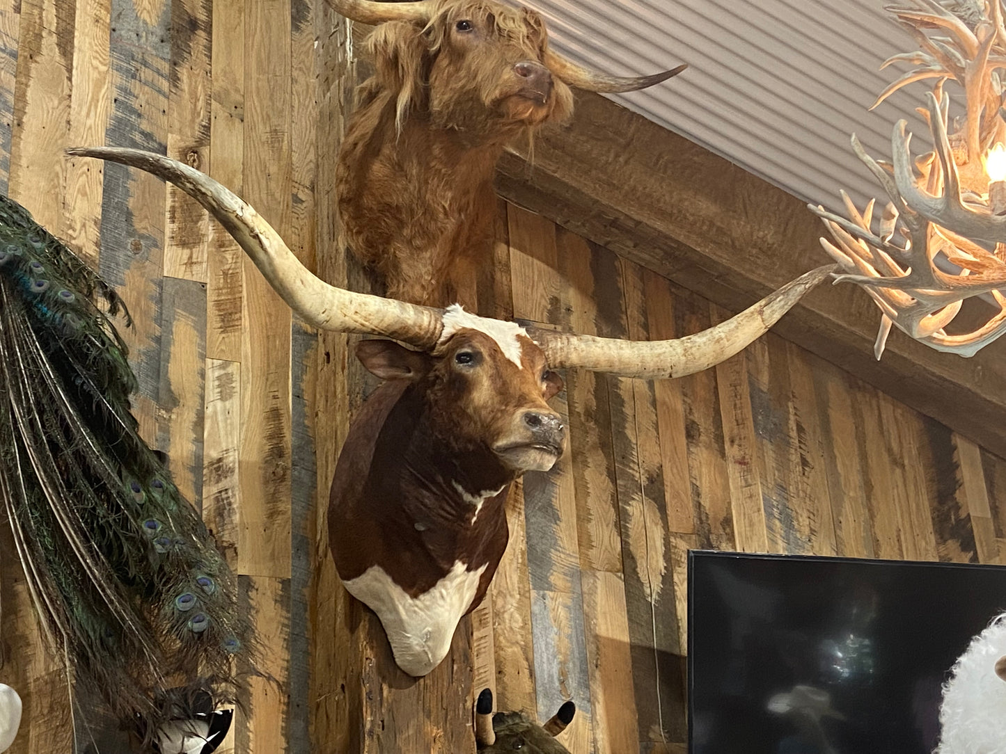 REDDISH BROWN LONGHORN WITH WHITE *sold*