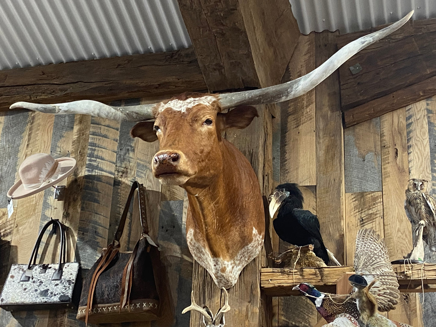 ORANGE WHITE LONGHORN MOUNT *SOLD*