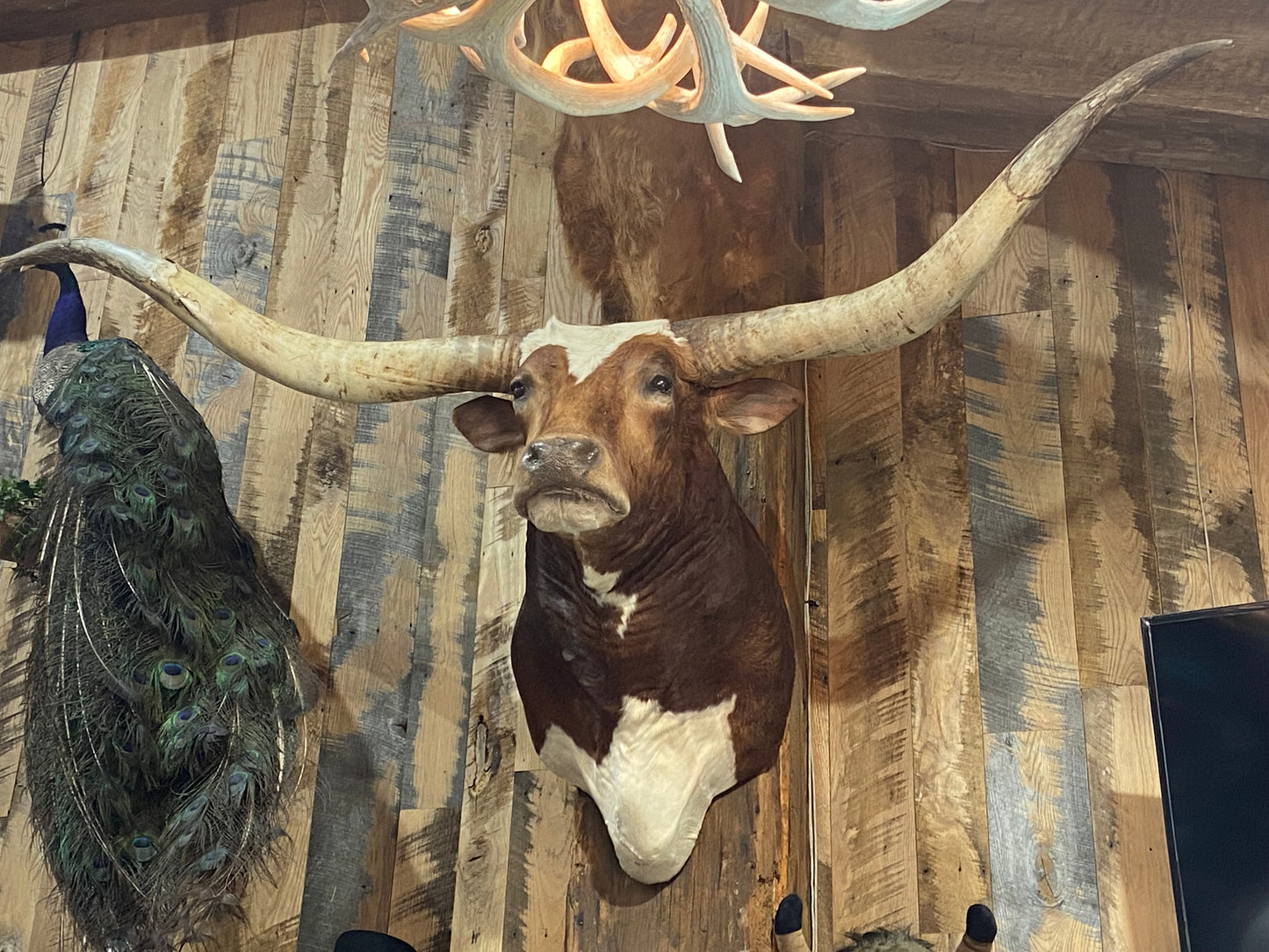 REDDISH BROWN LONGHORN WITH WHITE *sold*