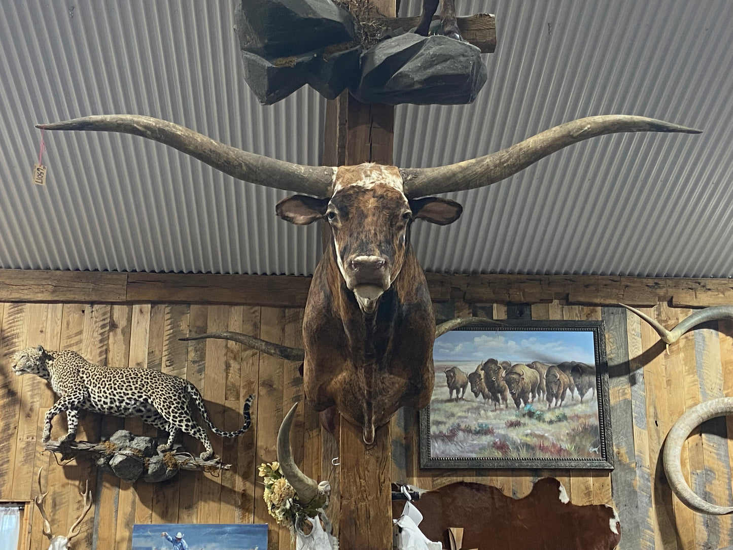 BRINDLE LONGHORN MOUNT