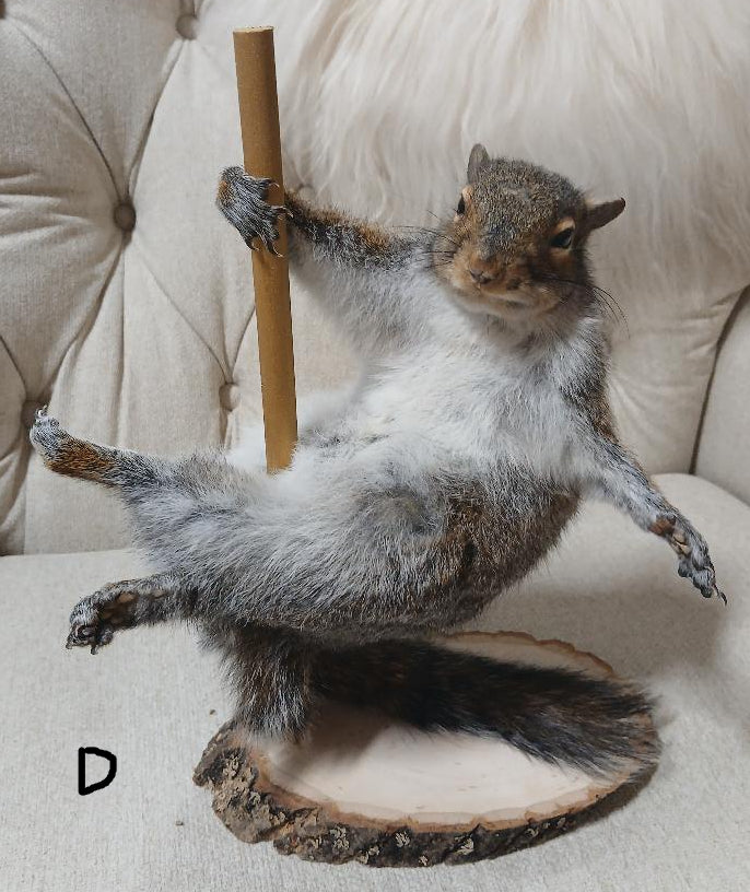 POLE DANCING SQUIRREL TAXIDERMY