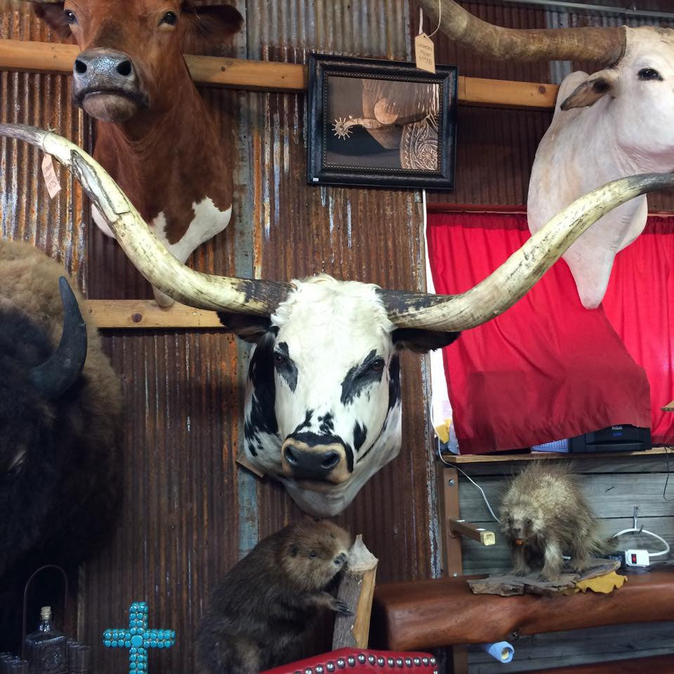 *Sold* Longhorn Mount