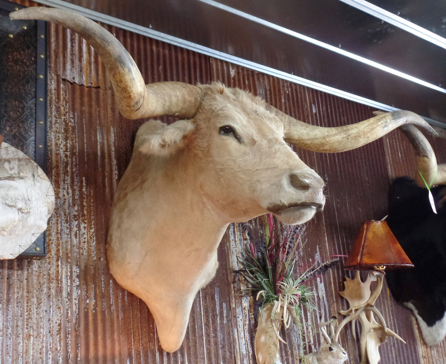 *SOLD* Longhorn Mount NCRM10