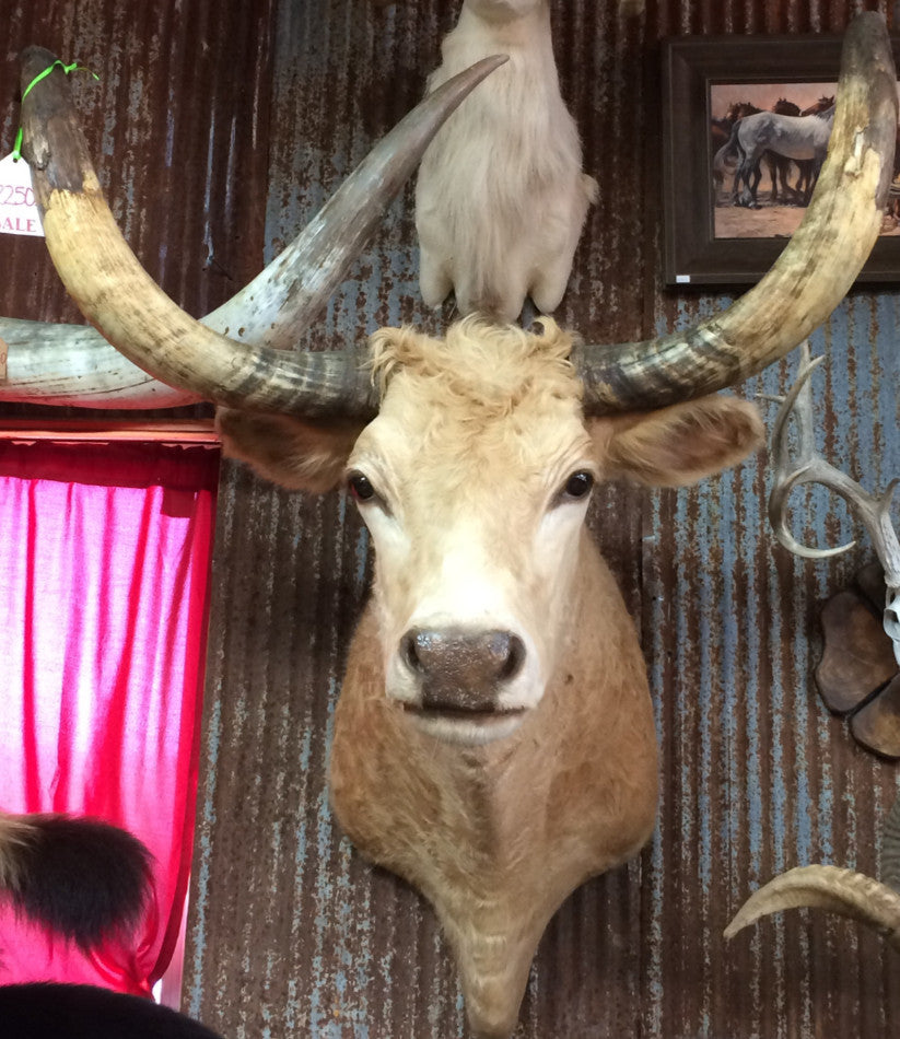 *SOLD* Longhorn Mount SBLD21
