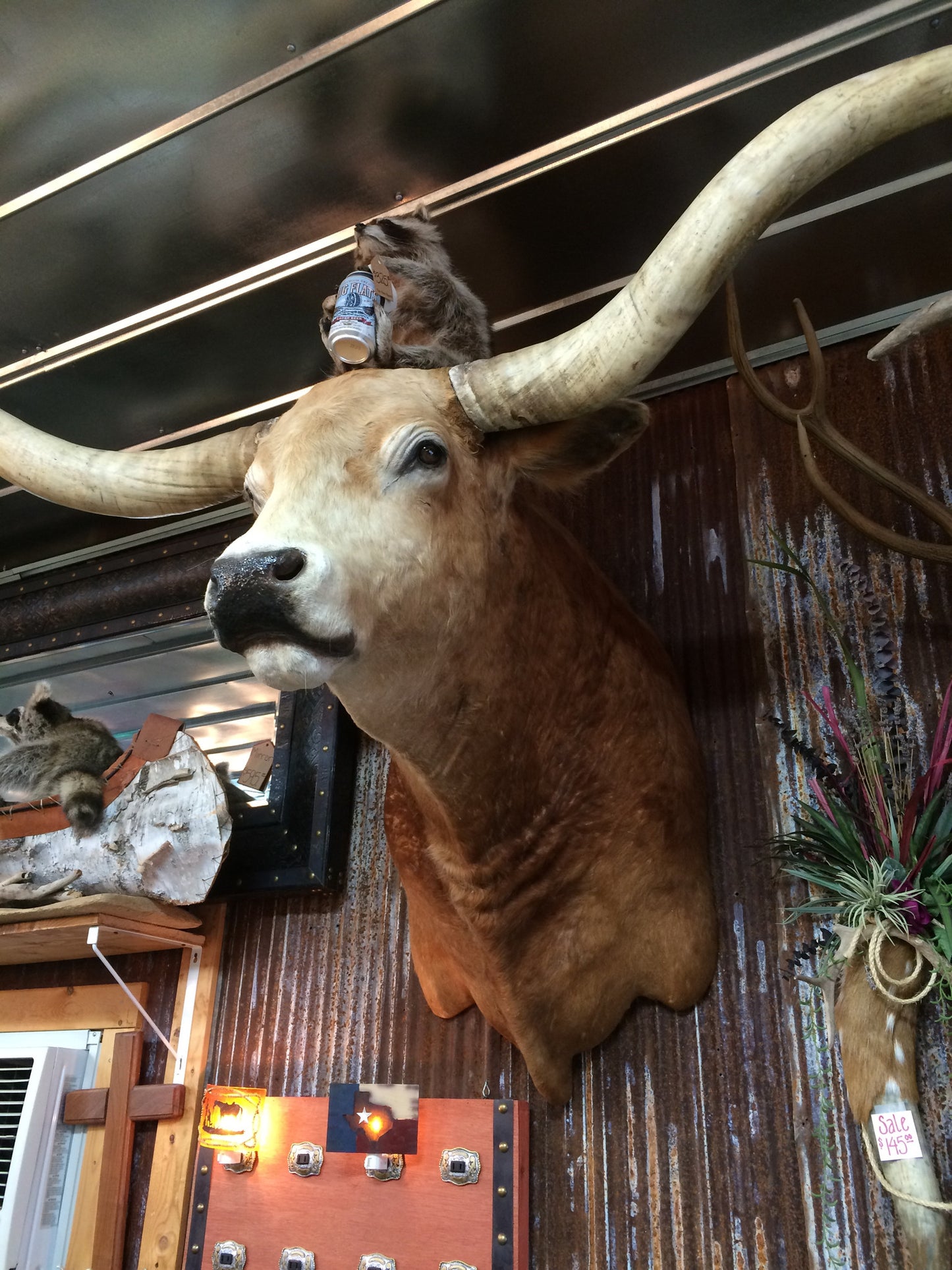 *SOLD* Longhorn Mount NBLND32