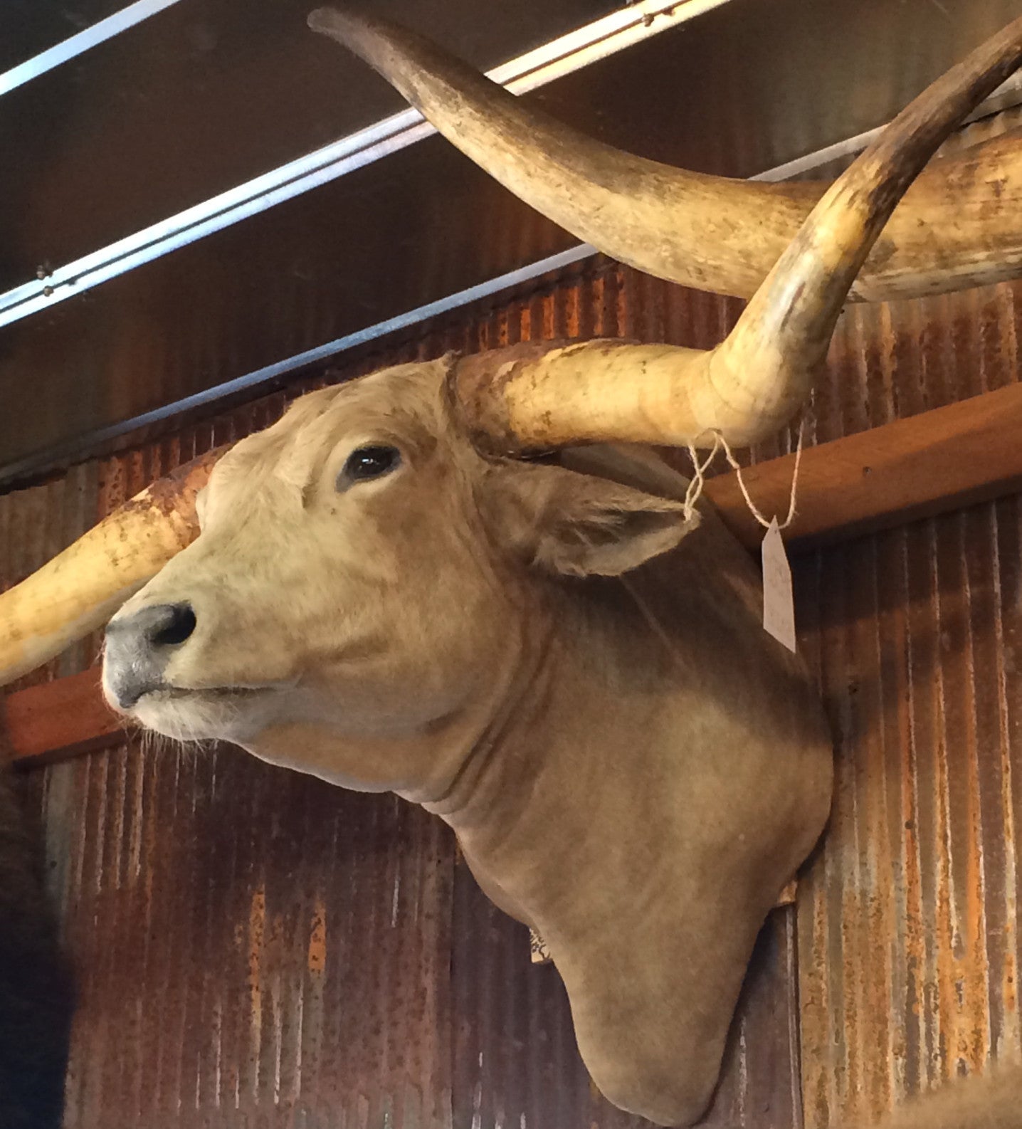 *SOLD* Longhorn Mount CCRM36