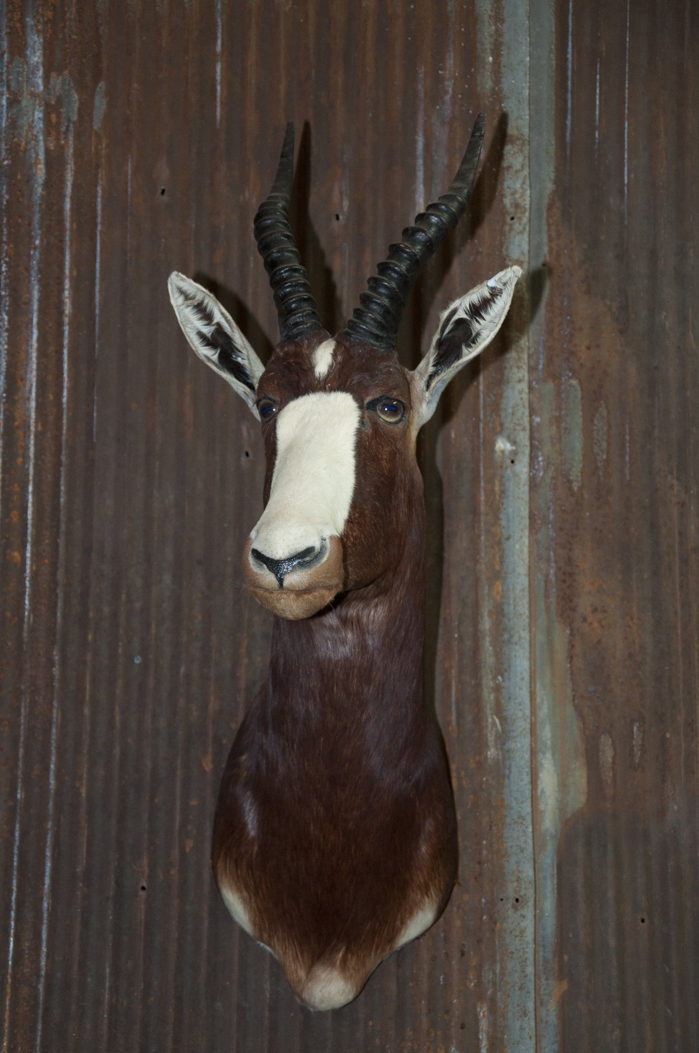 Blesbok Antelope Mount