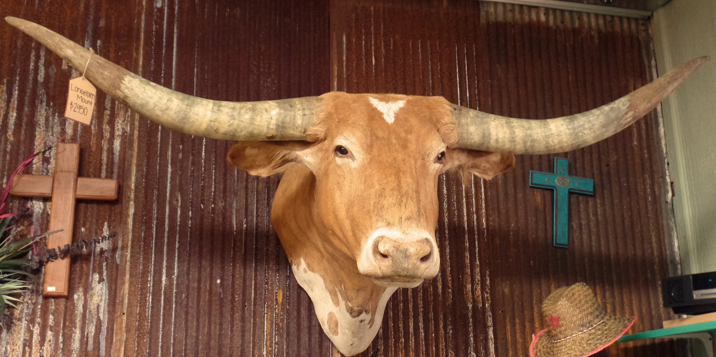 *SOLD* Longhorn Mount CORW38