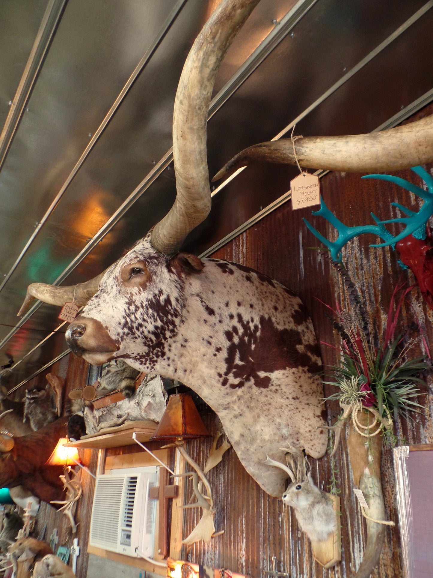 *SOLD* Longhorn Mount