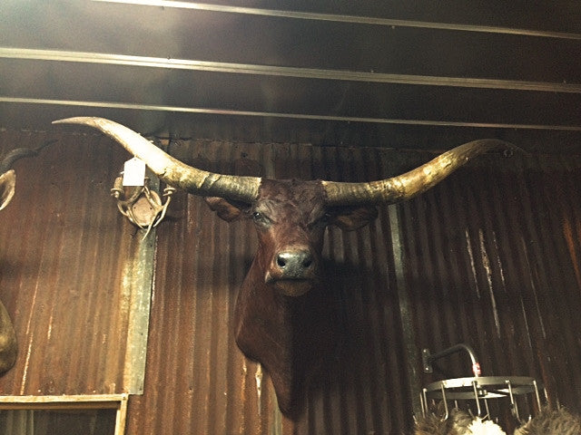 *SOLD* Longhorn Mount BDRD26