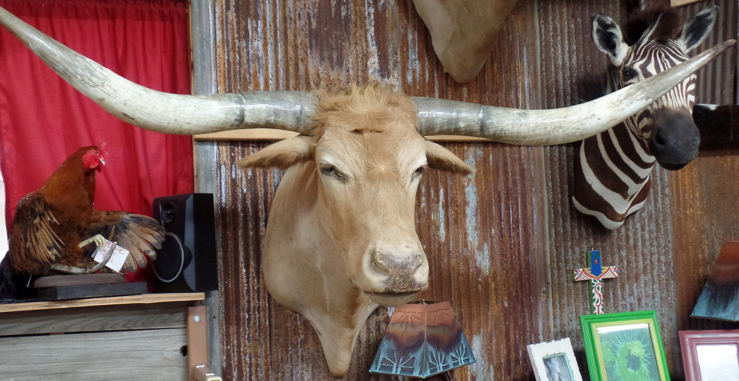 *SOLD* Longhorn Mount NTAN15