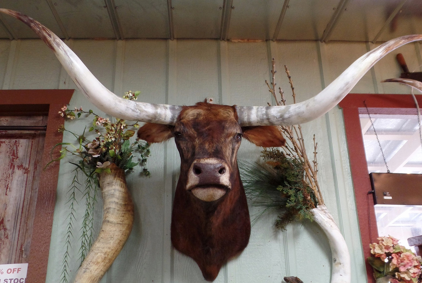 *SOLD* Longhorn Mount