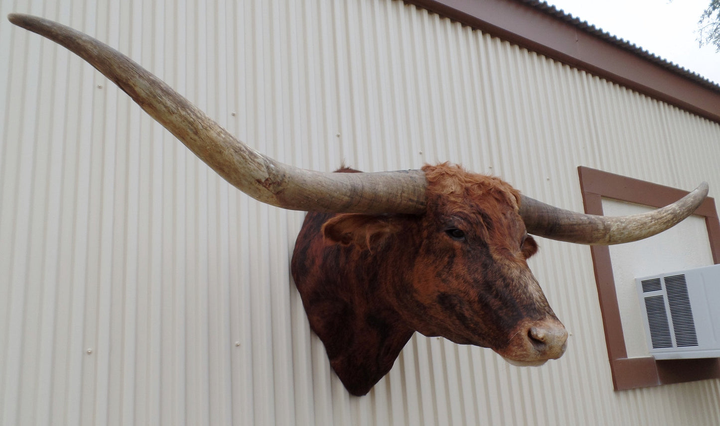 *Sold* Longhorn Mount