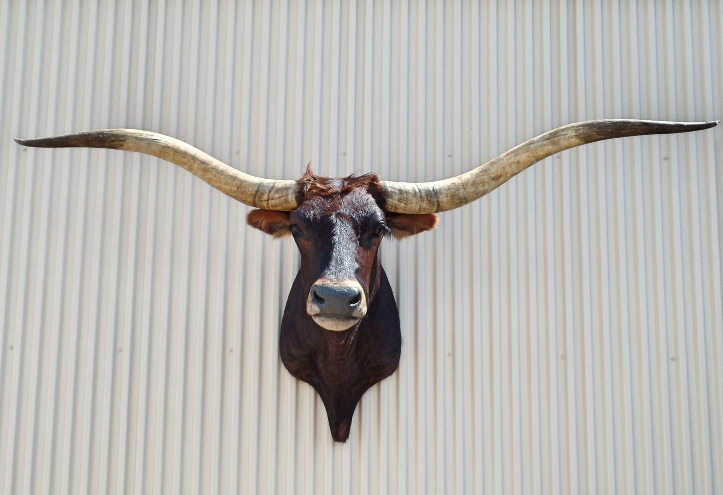 *SOLD* Longhorn Mount SBRN20