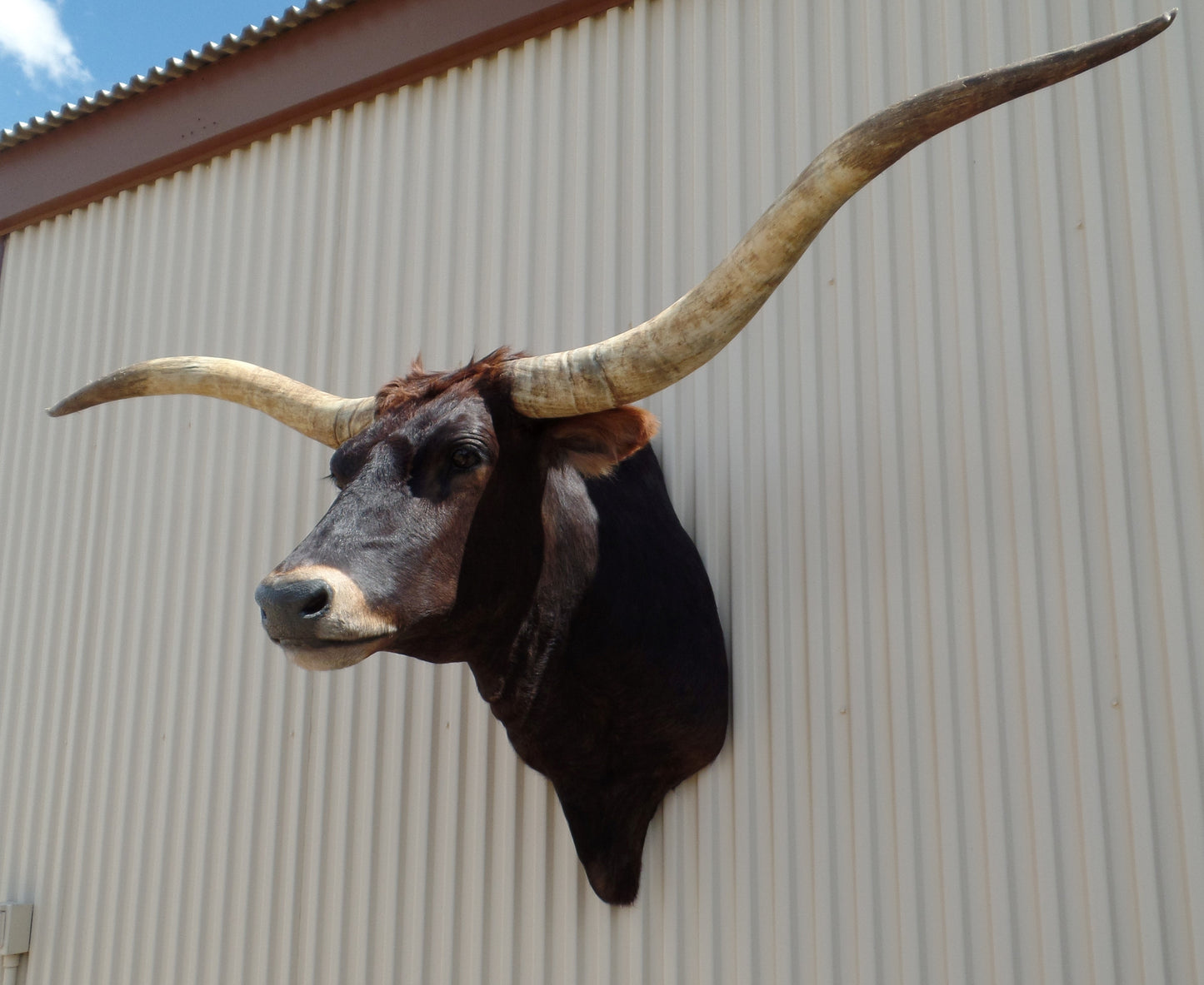 *SOLD* Longhorn Mount SBRN20