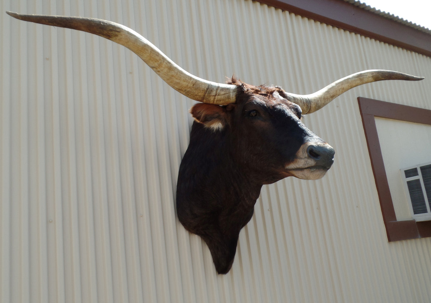 *SOLD* Longhorn Mount SBRN20
