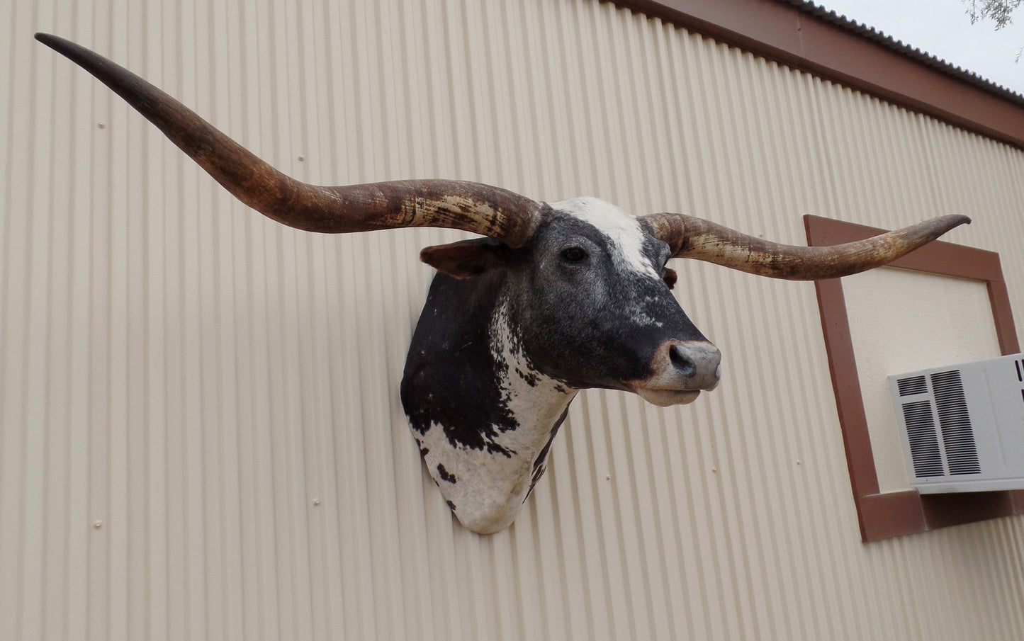 *SOLD* Longhorn Mount CBWS34