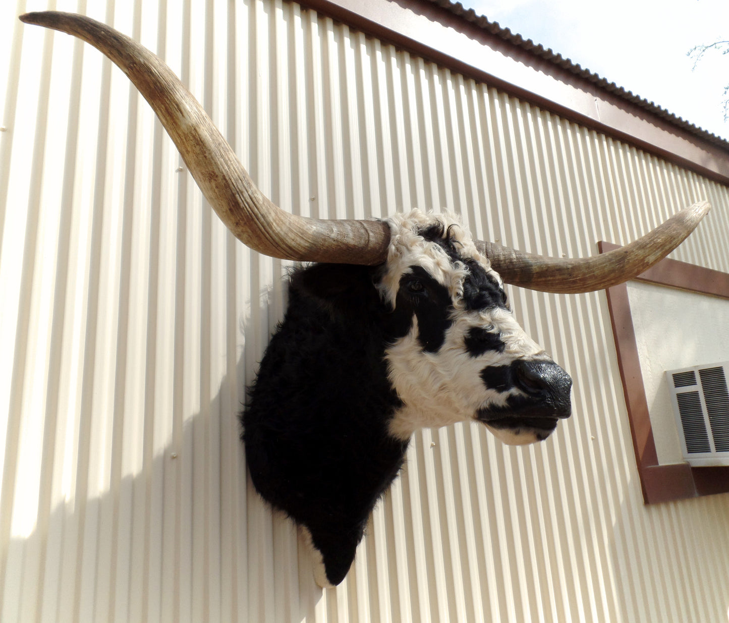 *SOLD* Longhorn Mount NBLW12