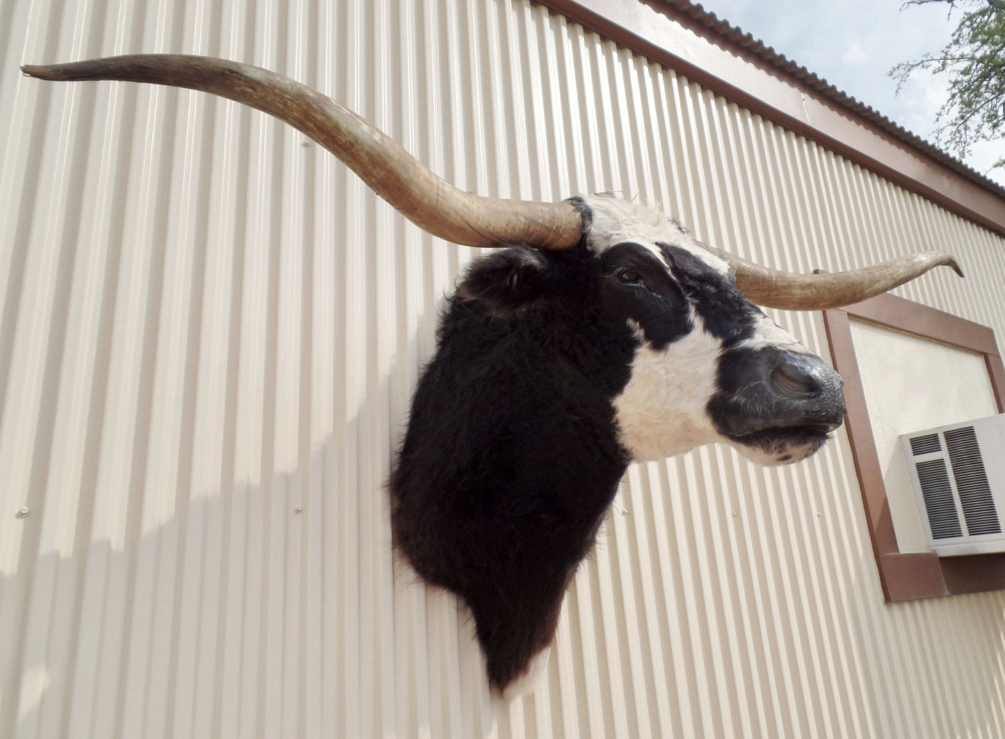 *SOLD* Longhorn Mount NBLW19