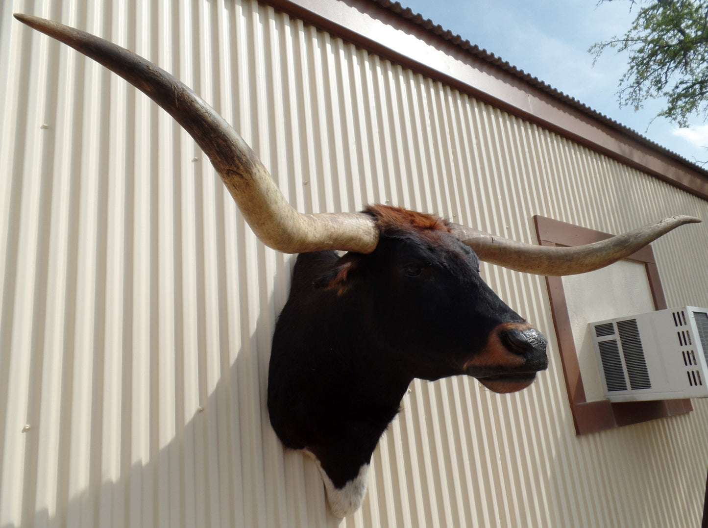 *SOLD* Longhorn Mount NBLK11