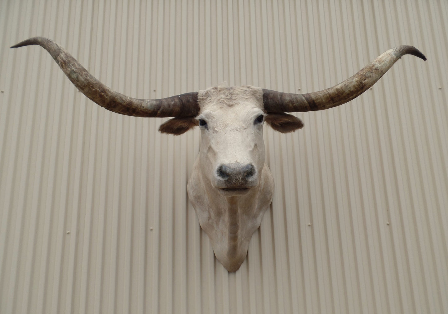 *SOLD* Longhorn Mount CCRM32