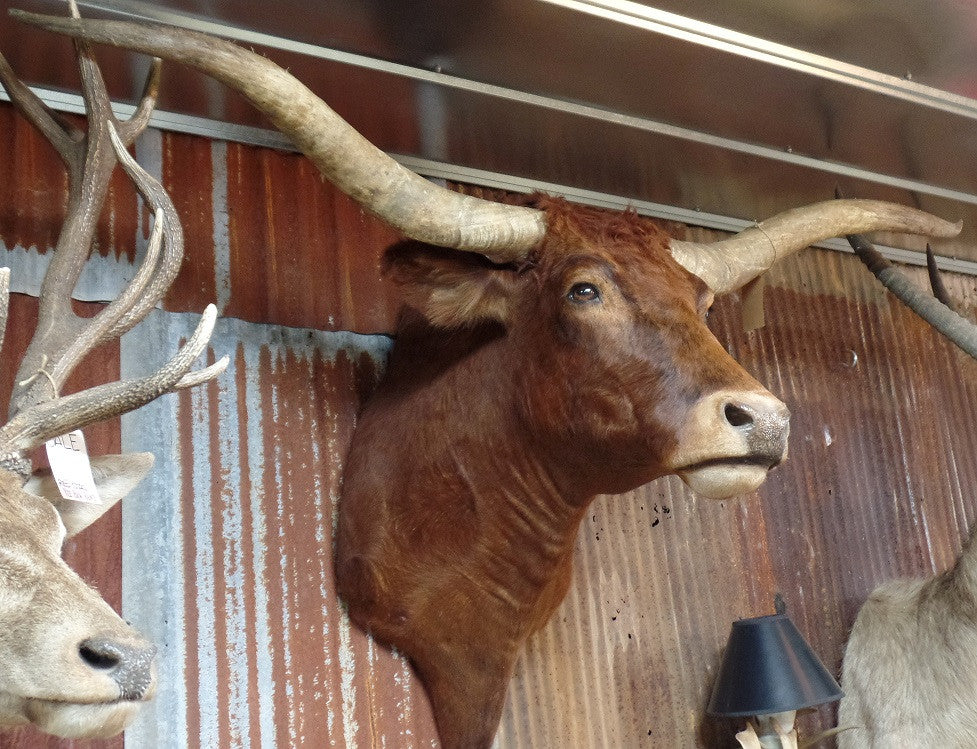 *SOLD*Longhorn Mount SRED22