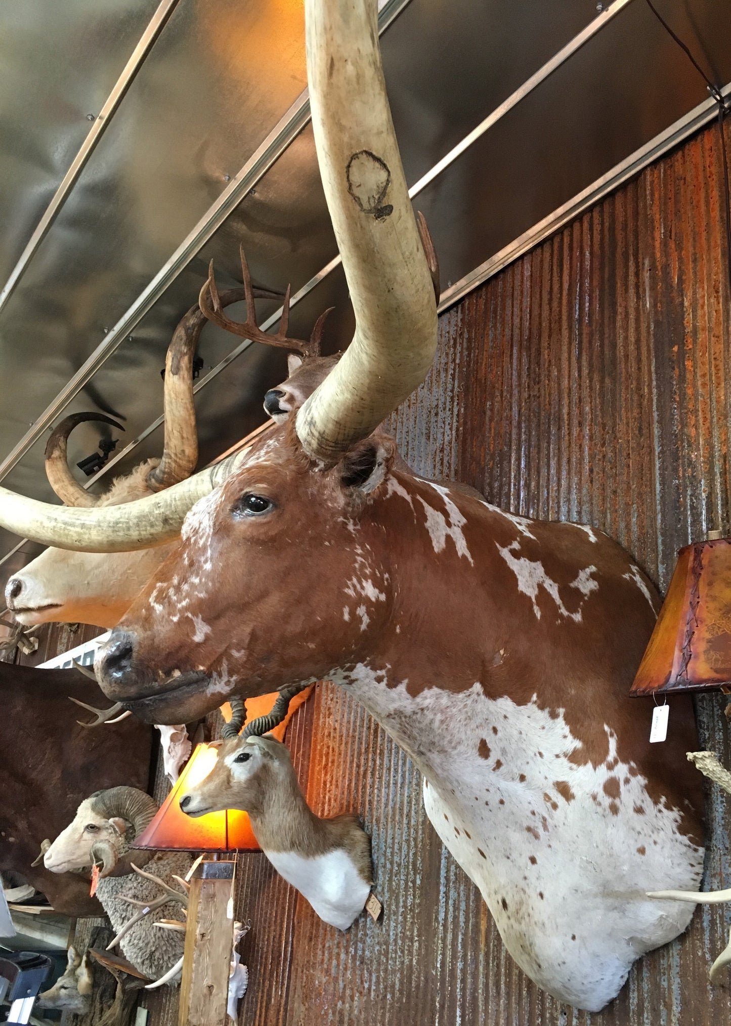 *SOLD* Longhorn Mount NBORGW50