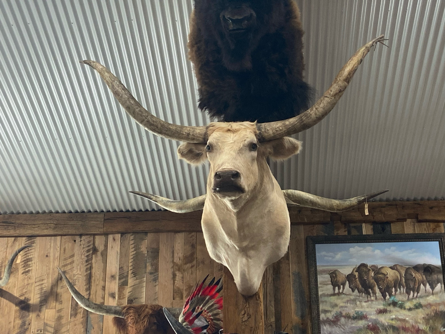 ****SOLD***** CREAM LONGHORN MOUNT