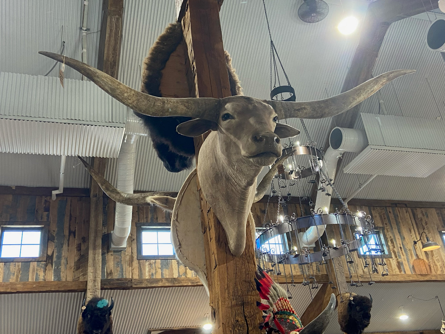 GREY LONGHORN MOUNT*SOLD*