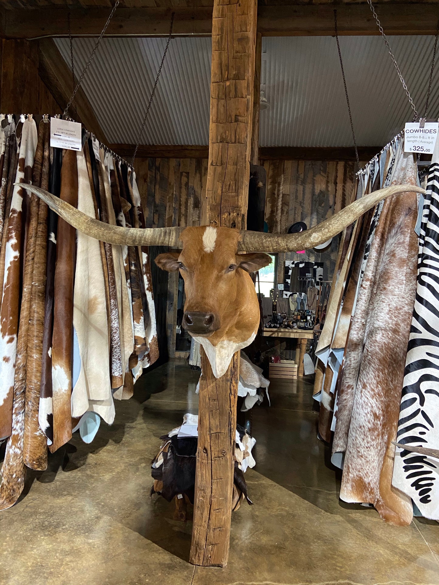 *SOLD* Tan and white longhorn mount