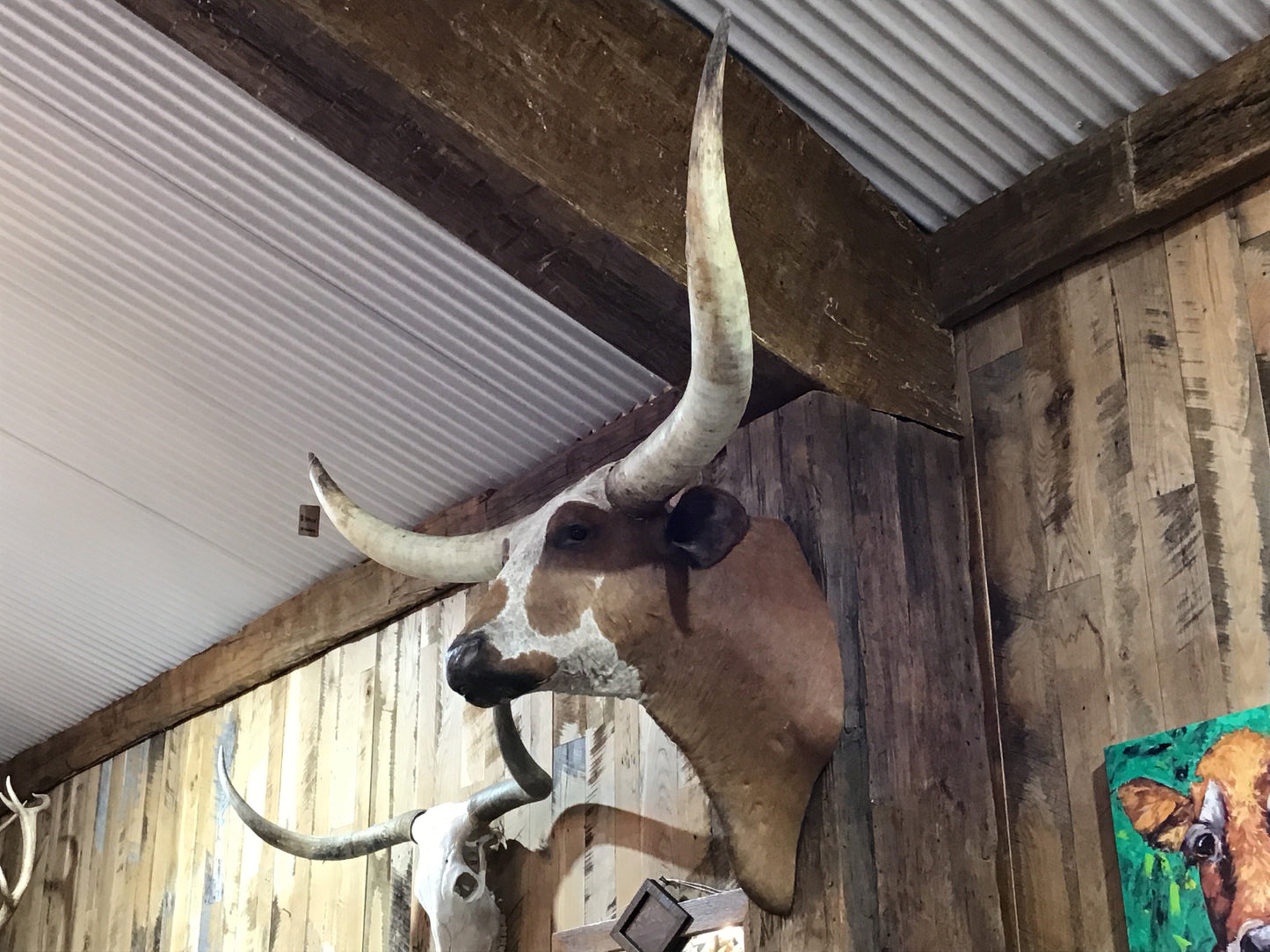 *SOLD* ORANGE WHITE LONGHORN MOUNT