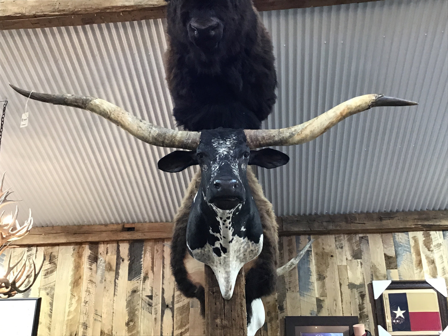 *SOLD* BLACK AND WHITE LONGHORN MOUNT