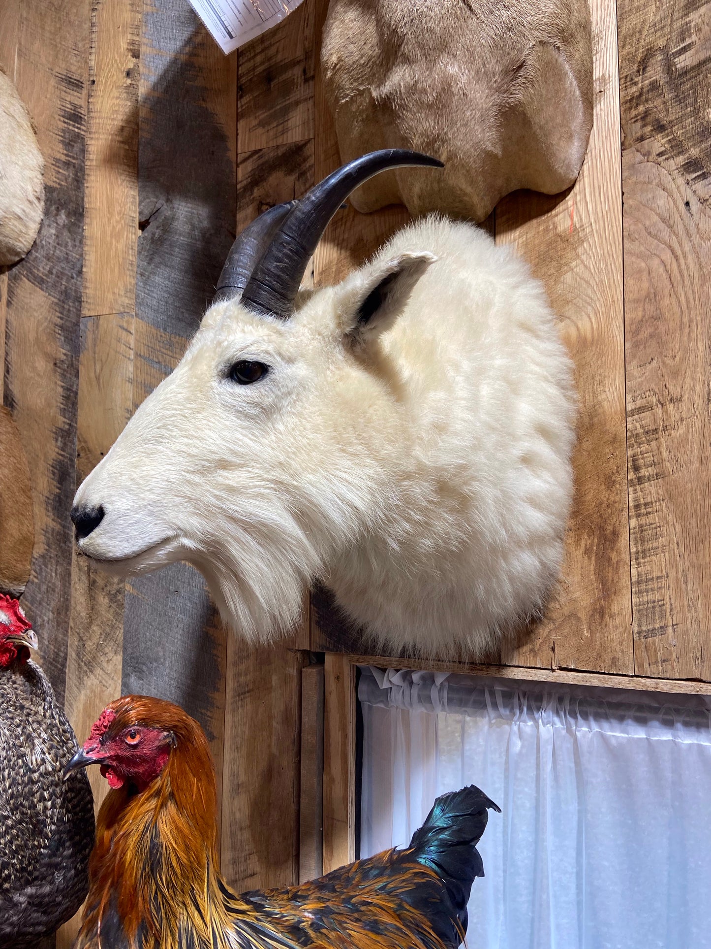 ROCKY MOUNTAIN GOAT SHOULDER MOUNT