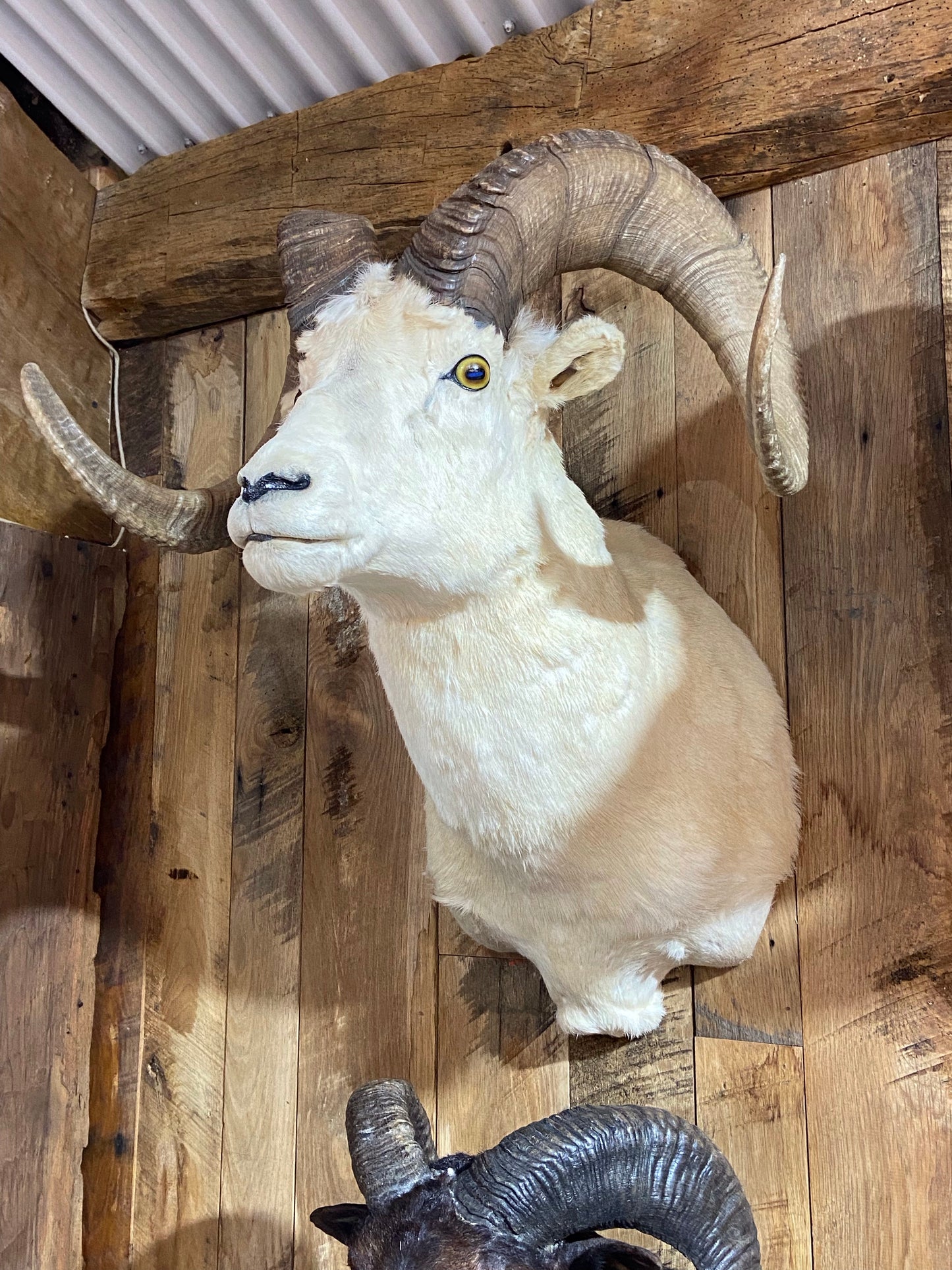 ALASKAN DALL SHEEP SHOULDER MOUNT