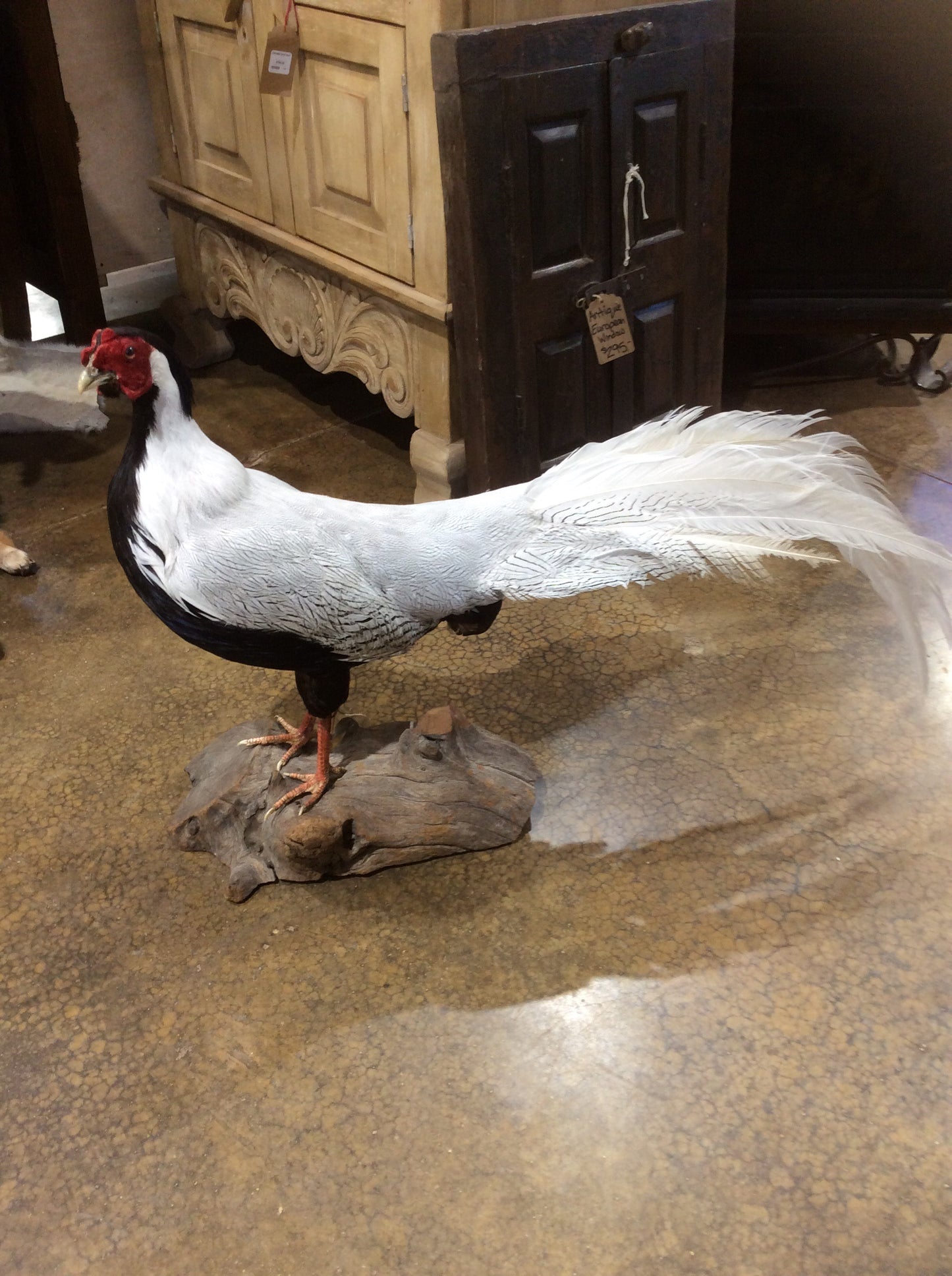 Phoenix Silver Pheasant