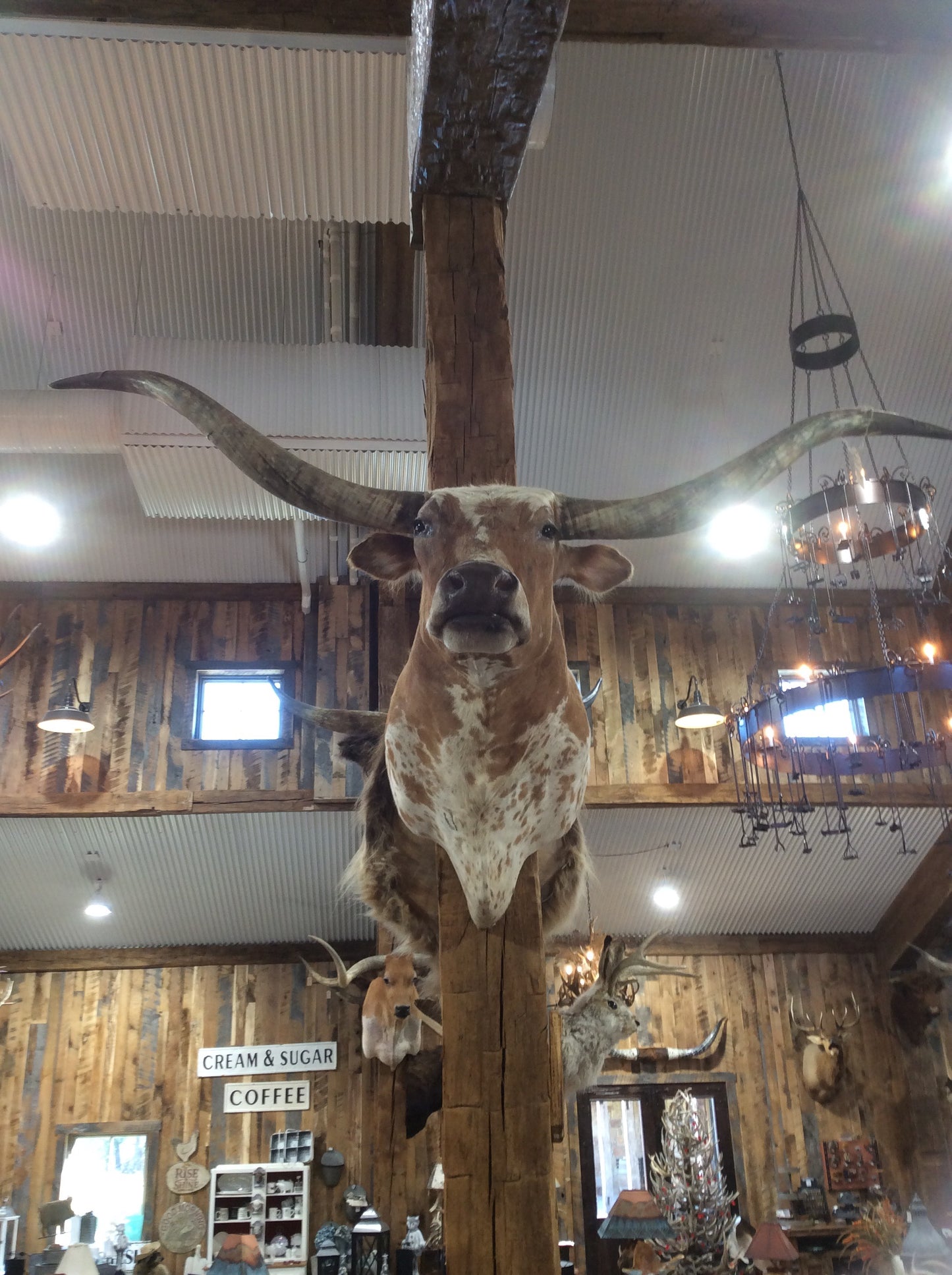 *SOLD* Longhorn Mount