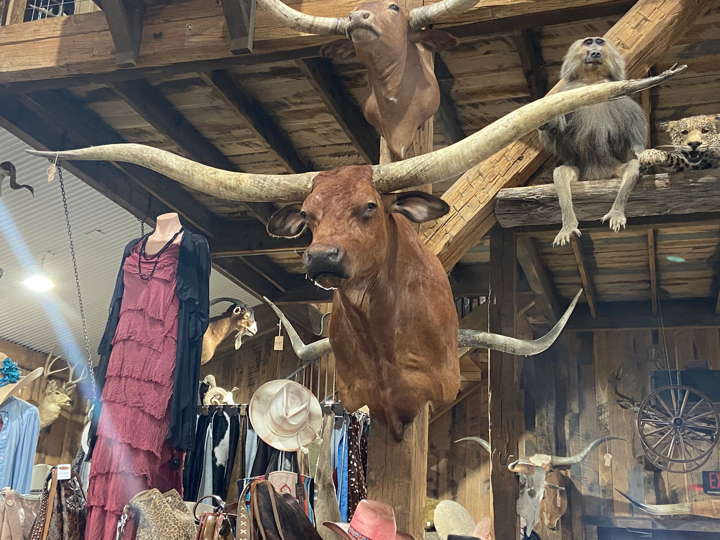 * sold* RED LONGHORN MOUNT