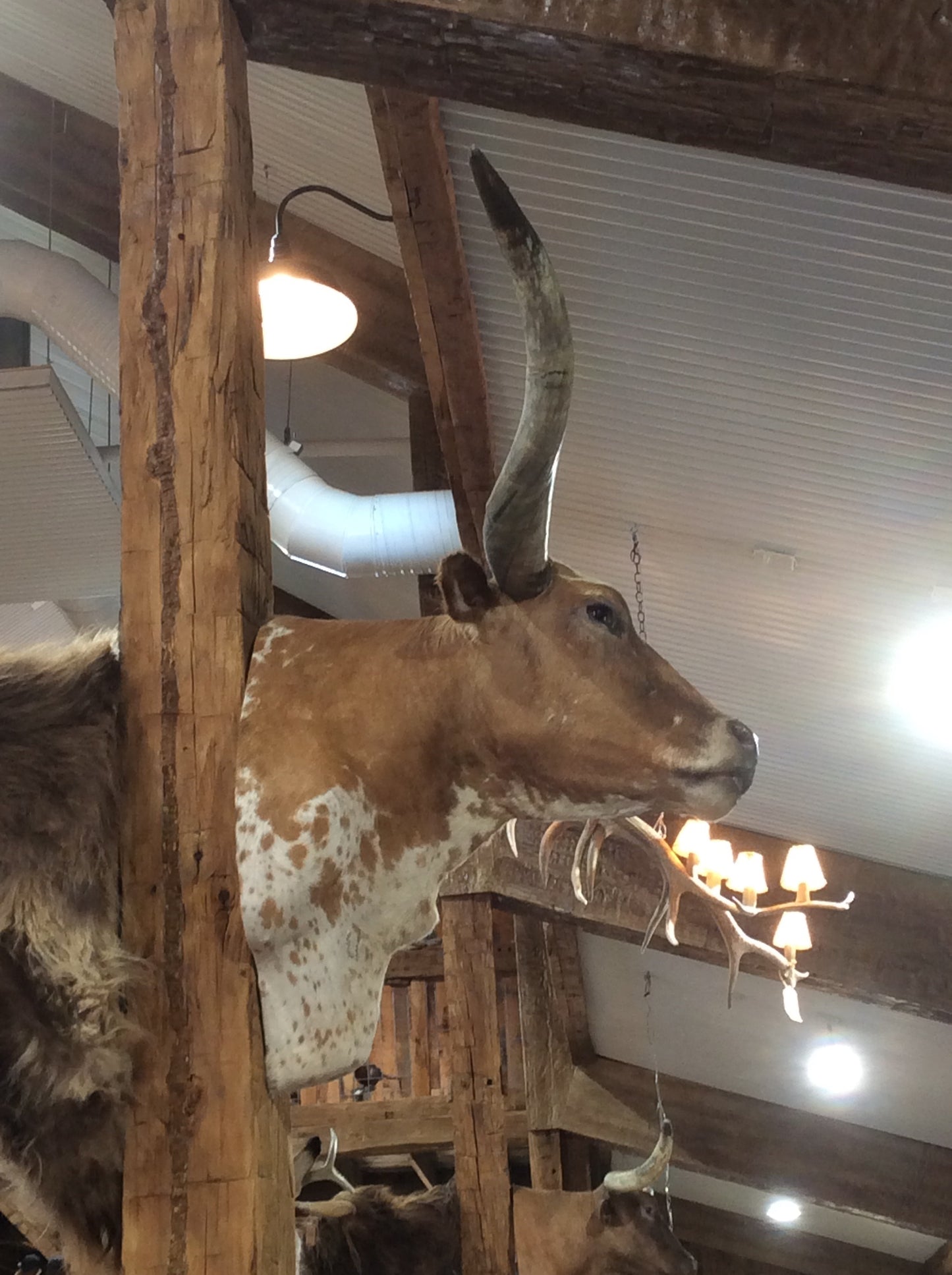 *SOLD* Longhorn Mount