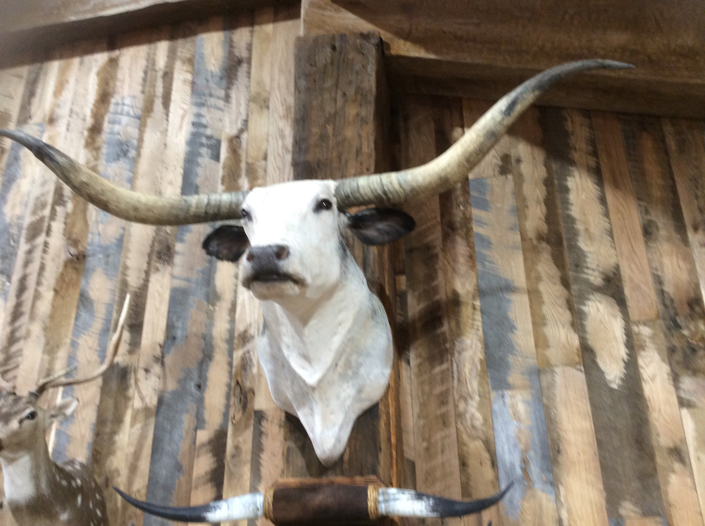 *SOLD* Longhorn Mount