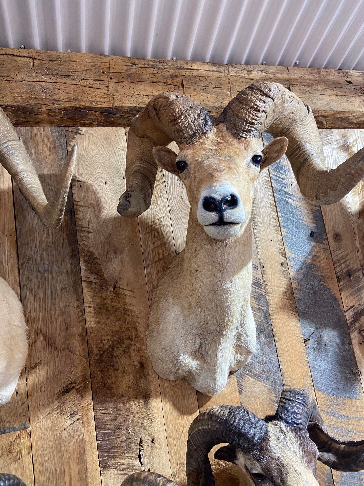 DESERT BIGHORN SHEEP RAM SHOULDER MOUNT