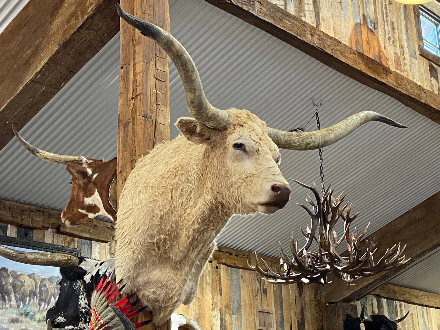 *SOLD*CREAM LONGHORN MOUNT