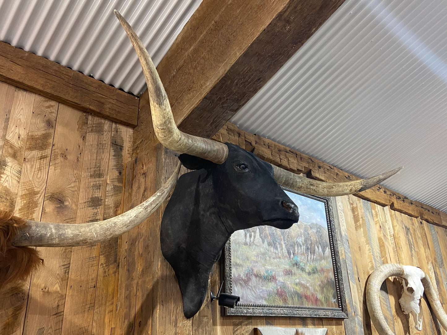*SOLD* BLACK LONGHORN MOUNT