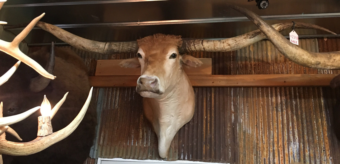 **SOLD*** Longhorn Mount NTAN19