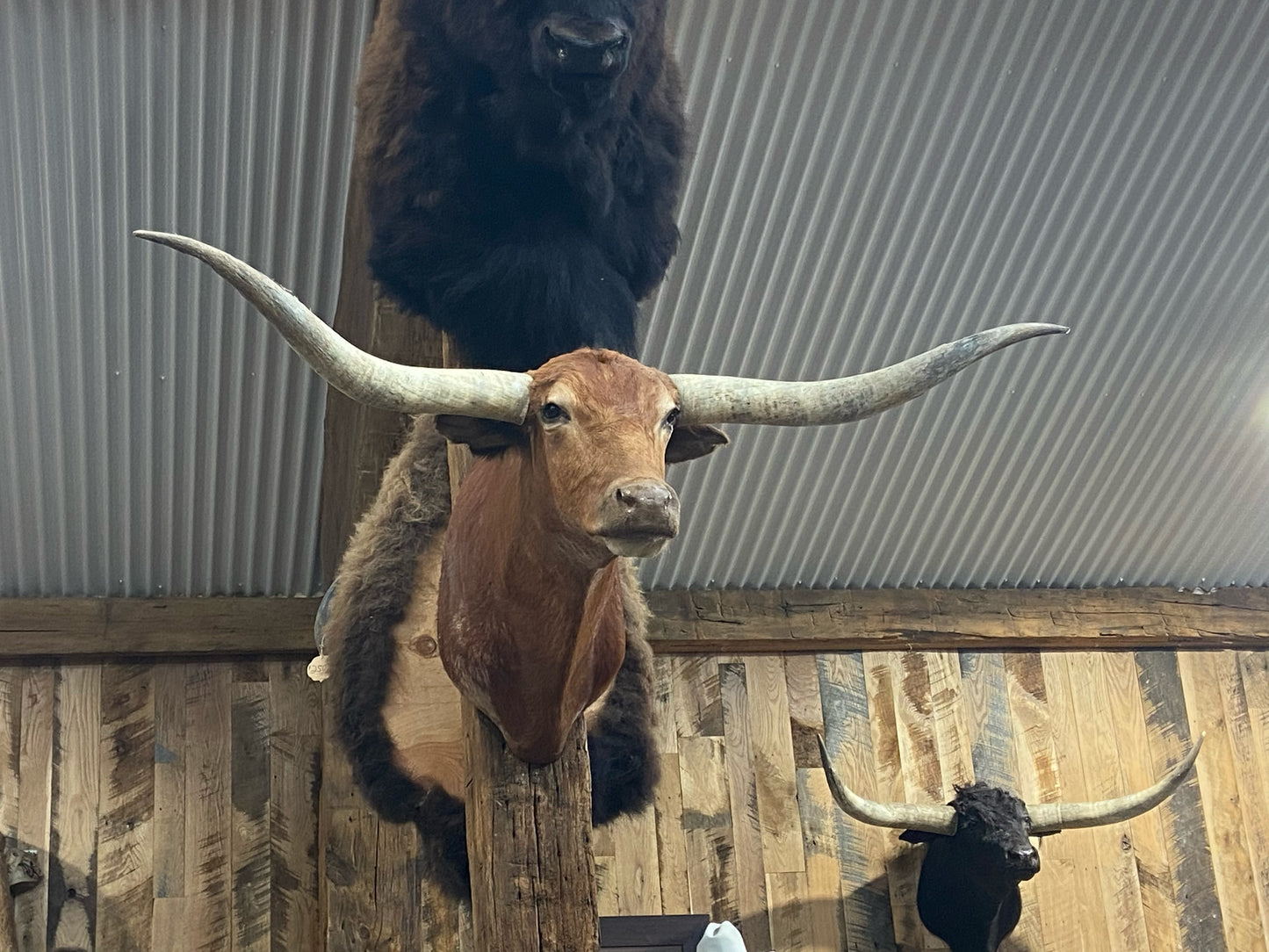 RED LONGHORN MOUNT*SOLD*