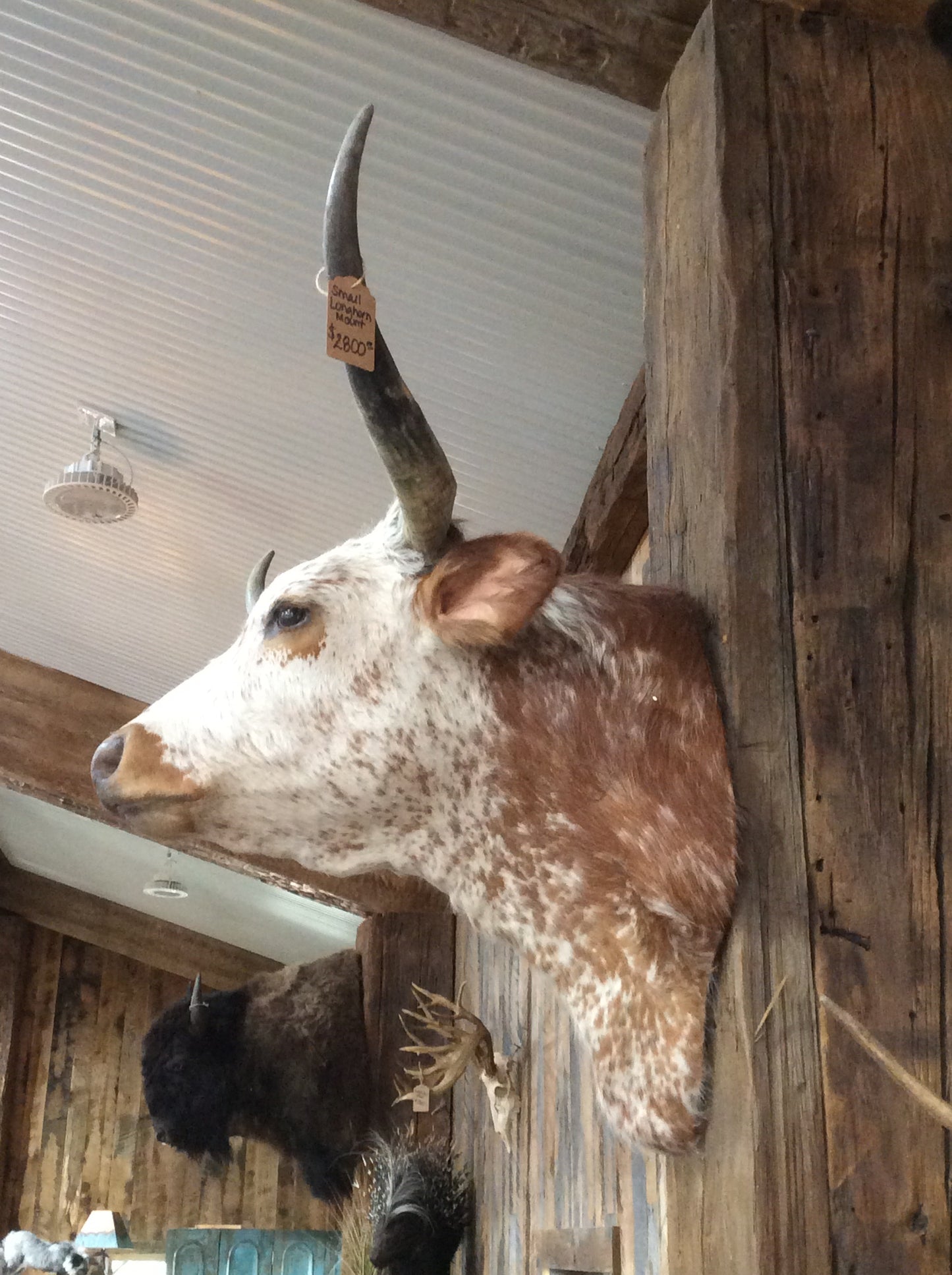 *SOLD* Longhorn mount
