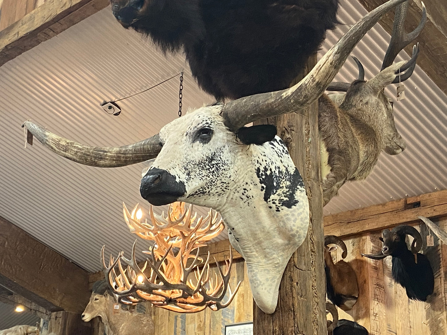 * sold* WHITE BLACK LONGHORN MOUNT