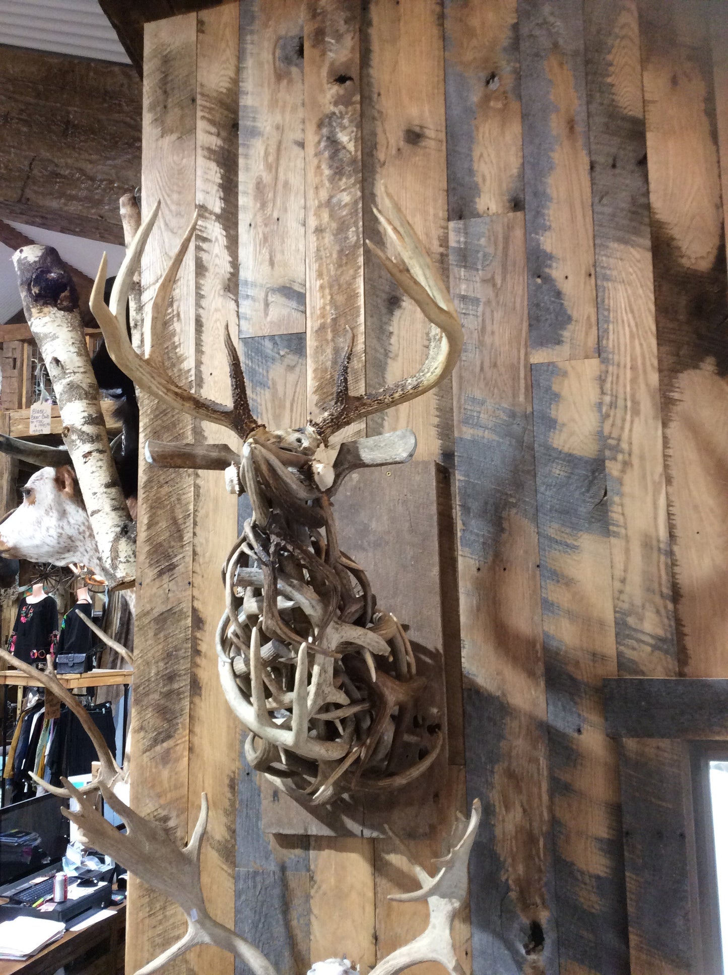 Antler Deer