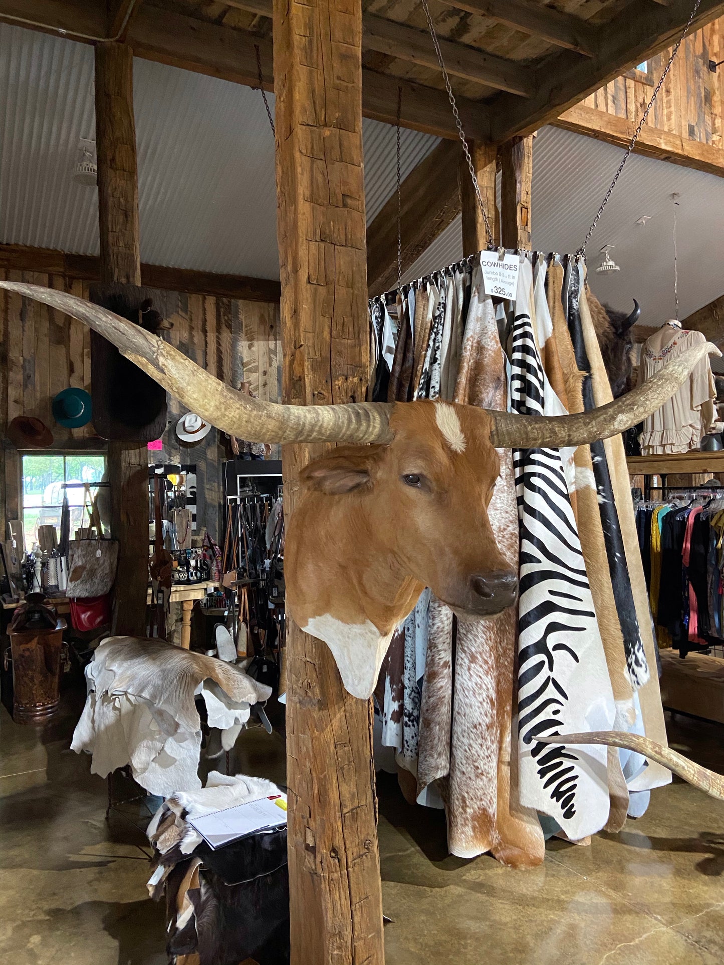 *SOLD* Tan and white longhorn mount