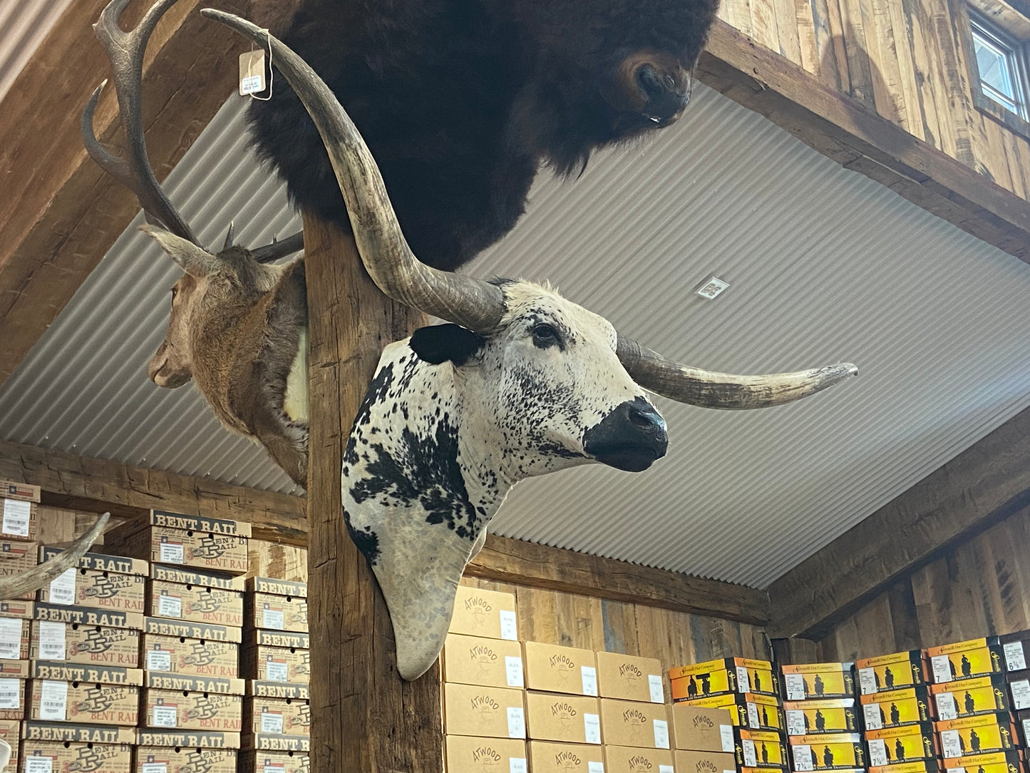 * sold* WHITE BLACK LONGHORN MOUNT
